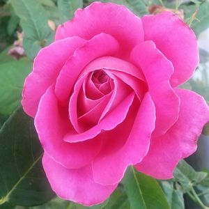 Close-up of pink rose