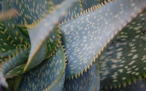 Close-up of cactus