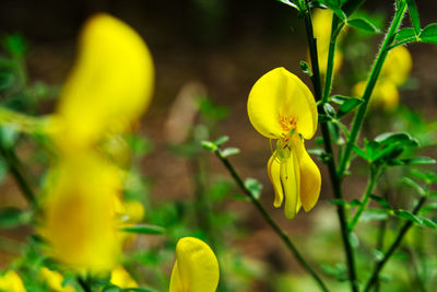 Close-up of yellow flowering plant