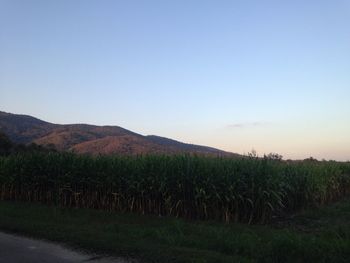 Scenic view of field against clear sky