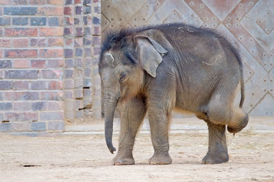 Elephant standing against wall in zoo