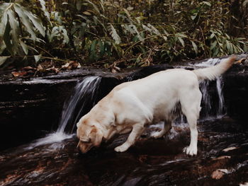 View of dog lying on field