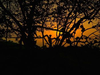 Silhouette of trees at sunset