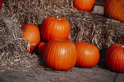 Pumpkins on field