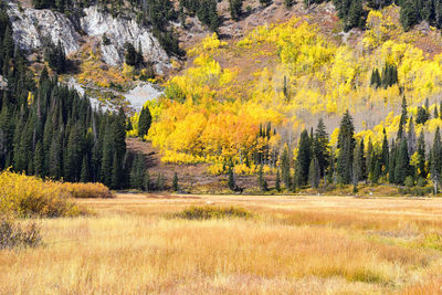 Silver lake by solitude big cottonwood canyon boardwalk trails  mountains wasatch front, utah, usa.