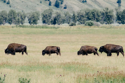 American bison on grassy field