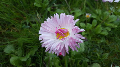 Close-up of pink flower