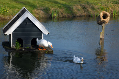 Swans swimming in lake