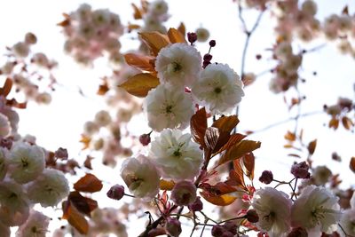 Low angle view of flowers blooming on tree
