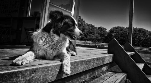 Close-up of dog outdoors