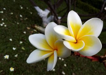 Close-up of white frangipani flower on field