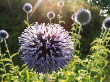Close-up of thistle blooming outdoors