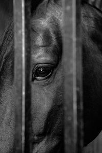 Close-up portrait of horse