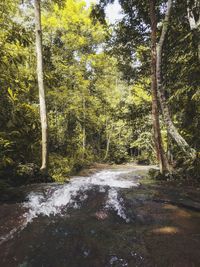 Stream flowing amidst trees in forest