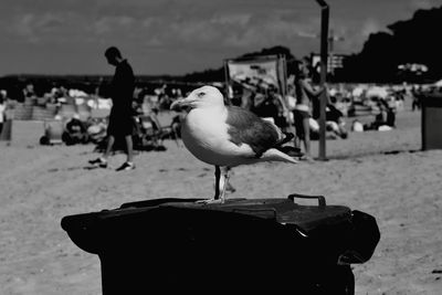 Close-up of seagulls perching on beach against sky