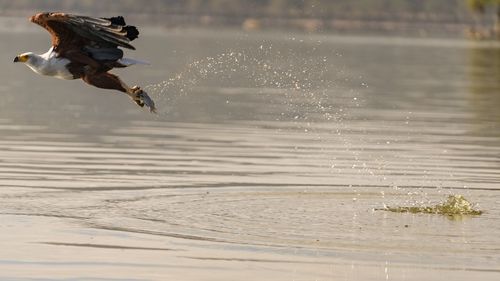 Bird flying over lake