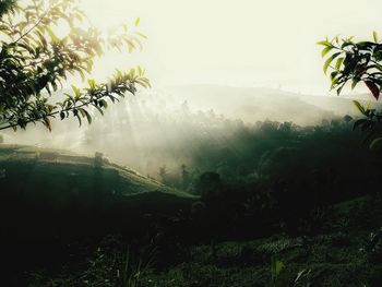 Trees in foggy weather