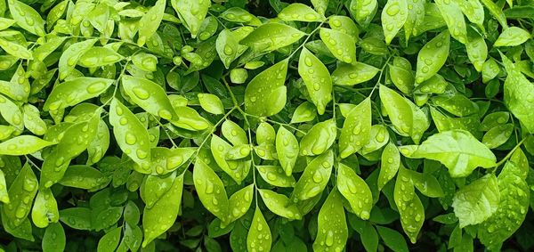 Full frame shot of wet leaves