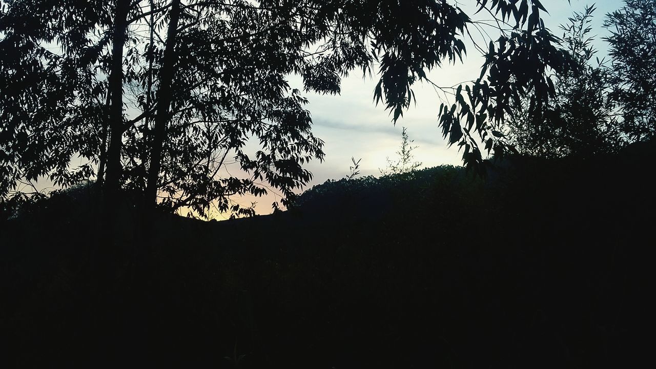 silhouette, tree, branch, tranquility, low angle view, sky, nature, growth, tranquil scene, beauty in nature, scenics, dark, outline, dusk, tree trunk, sunset, outdoors, no people, clear sky, idyllic