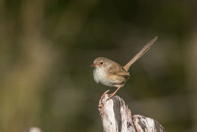 Close-up of bird perching on wood