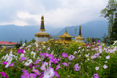 View of white flowering plants against building