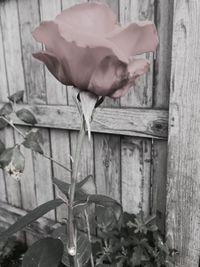 Close-up of bird on wood