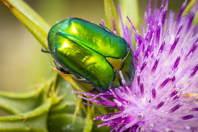 Close-up of insect on purple flower