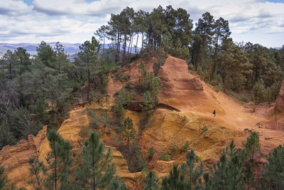 Scenic view of forest against sky