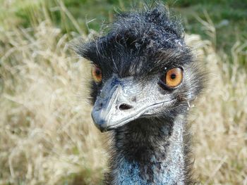 Close-up portrait of a emu on field