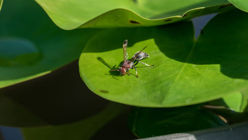 Close-up of insect on plant