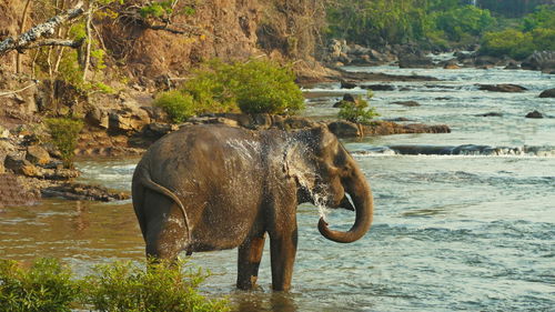 Elephant in a river