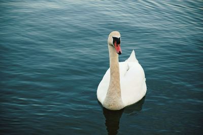 Swan swimming in lake