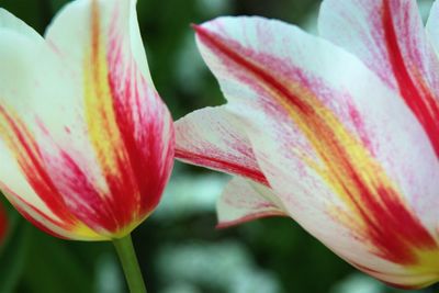 Close-up of pink flower blooming outdoors