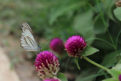 Close-up of butterfly pollinating on pink flower