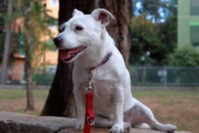 Close-up of dog sitting on tree