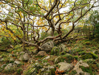 Trees growing in forest