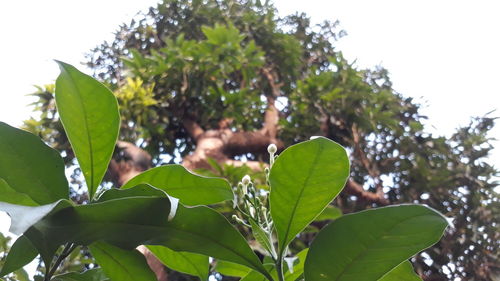 Low angle view of tree