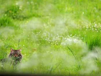 View of a cat on field