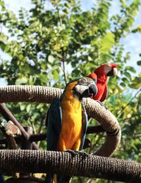 View of parrot perching on tree
