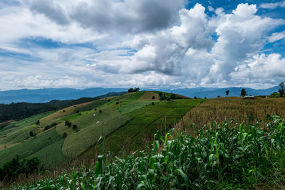 Scenic view of agricultural field against sky