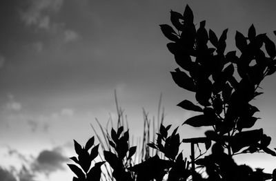 Close-up of silhouette plant against sky at sunset