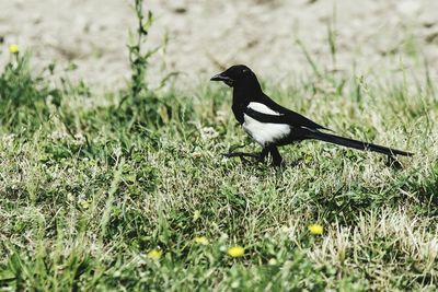 Close-up of bird perching on grass