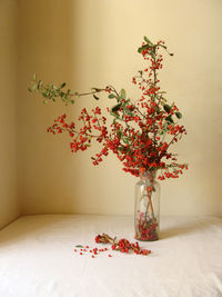 Potted plant on table