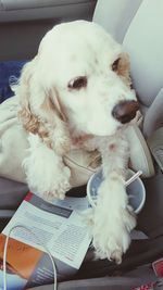 Close-up of white dog