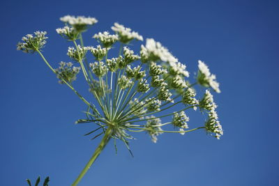 Low angle view of flower tree against clear blue sky