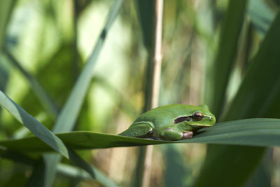 Close-up of green lizard on leaf