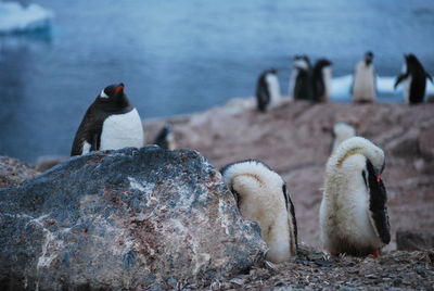 Magic nature in antarctic