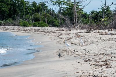 Birds flying over beach against trees