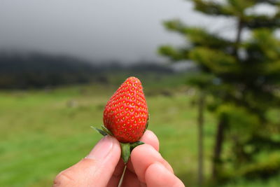 Close-up of hand holding strawberry