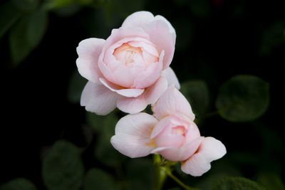 Close-up of pink roses blooming in park